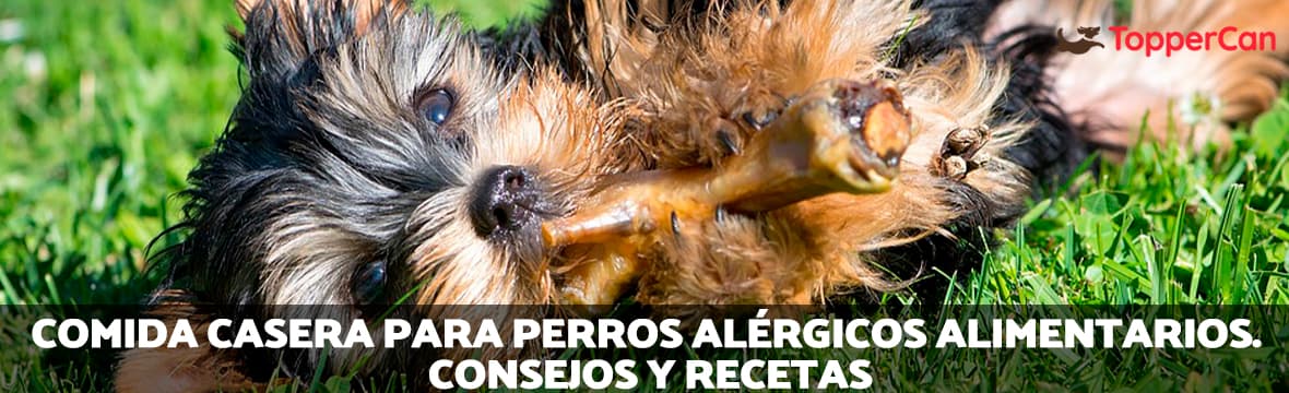 De confianza Repetido Centro de producción Comida casera para perros alérgicos: consejos y recetas