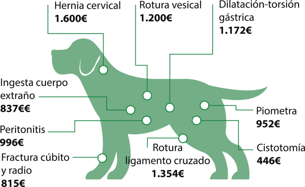 Enfermedades y accidentes que cubre el seguro veterinario Mascotsegur.