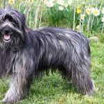 Perro pastor de los pirineos de cara rasa
