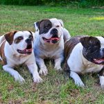 Dogos