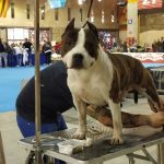 Razas de perro con un pecho fuerte