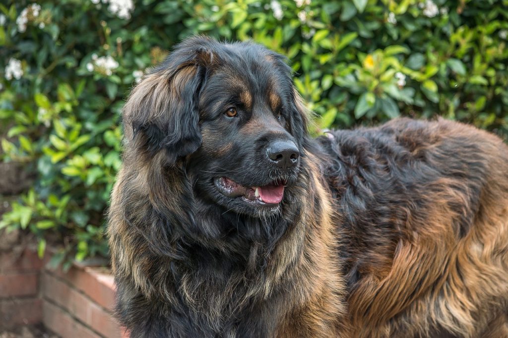 leonberger perro grande