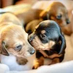 como destetar un cachorro