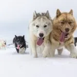 perro de Groenlandia