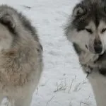 perro esquimal canadiense