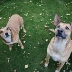 dos perros mejor que uno