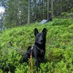 Cazador de alces noruego negro