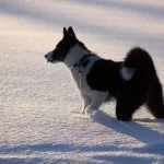 perro de osos de Carelia