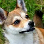 Lundehund Noruego