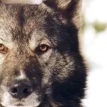 Laika de Siberia Occidental