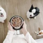 la mejor comida para mi perro