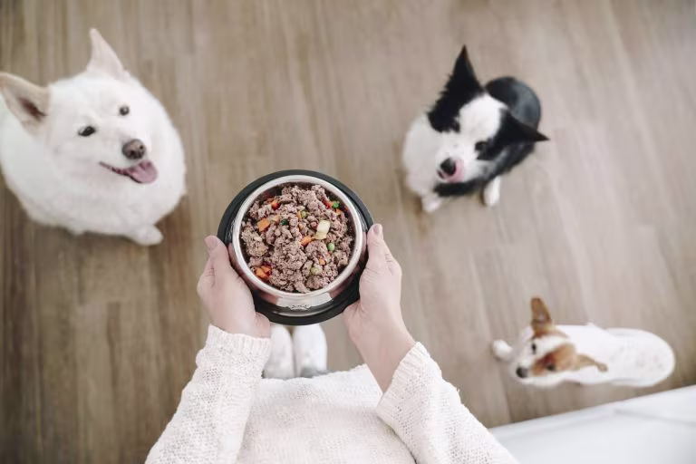 ¿Cuál es la mejor comida para mi perro?