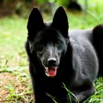 Laika ruso-europeo