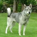 perro cazador de alces sueco