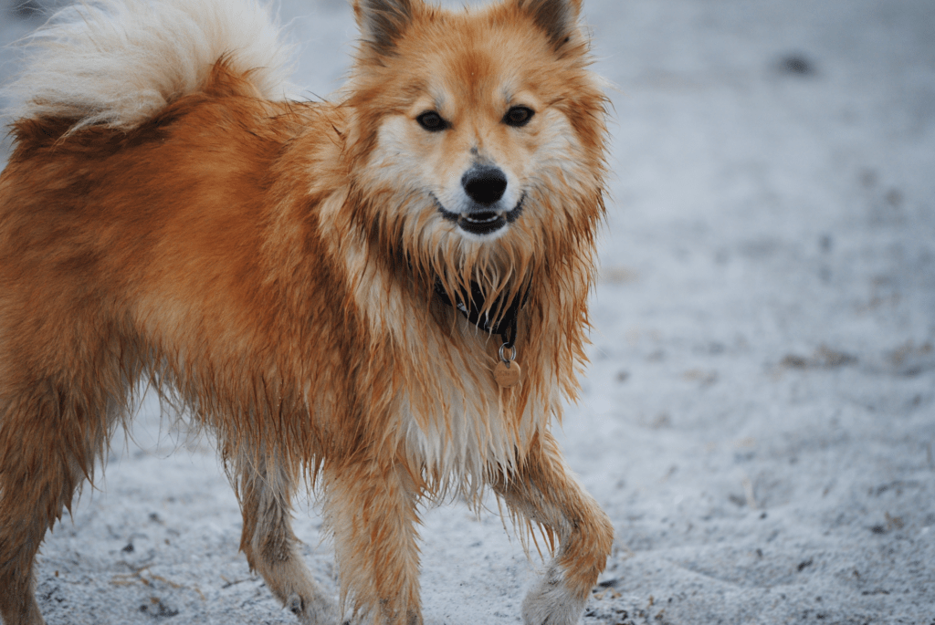 perro pastor islandés