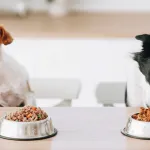 ¿Cuánto debe comer mi perro?