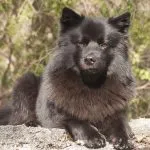 Perro sueco de laponia