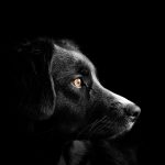 alimentos buenos para perros con epilepsia