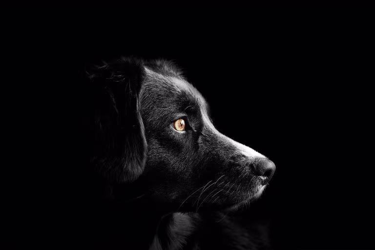 Alimentación natural para perros con epilepsia