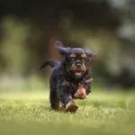 Alimentación natural para perros con barrigas sensibles