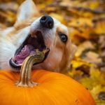 como desparasitar a un perro sin pastillas