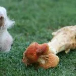huesos para perros