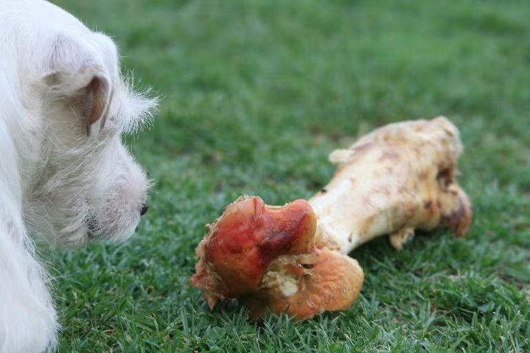 Hueso carnoso: ¿debe incluirse en la dieta del perro?