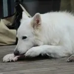 mejores marcas barf para perros