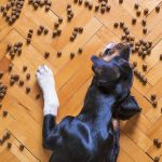 mi perro come con ansiedad y vomita