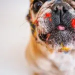 Dieta natural para bulldog francés
