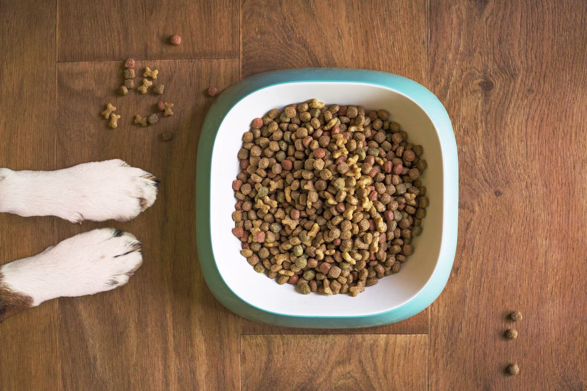 mi perro no quiere comer y le suenan las tripas
