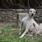 remedios caseros antipulgas