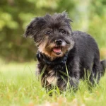 comida casera para perros sin dientes