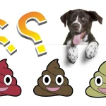 Heces de tu perro