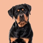 Seguro de responsabilidad civil para perros