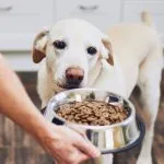 opiniones dogfy diet