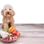 Perro con plato de comida cruda congelada y verduras