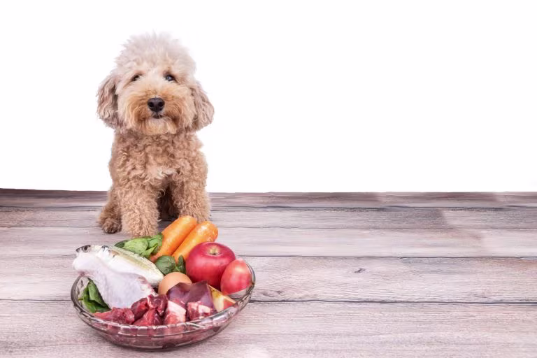 Dar carne cruda congelada a los perros: ¿beneficioso o perjudicial?