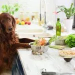 Perro en la cocina comida natural