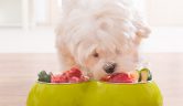 alimentos para la dermatitis en perros
