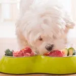 alimentos para la dermatitis en perros