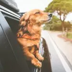 Accidentes con mascotas en el coche