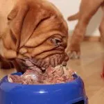 perro-obeso-alimentacion