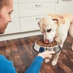 pienso para perros esterilizados