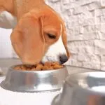 Mejores marcas de comida para perros