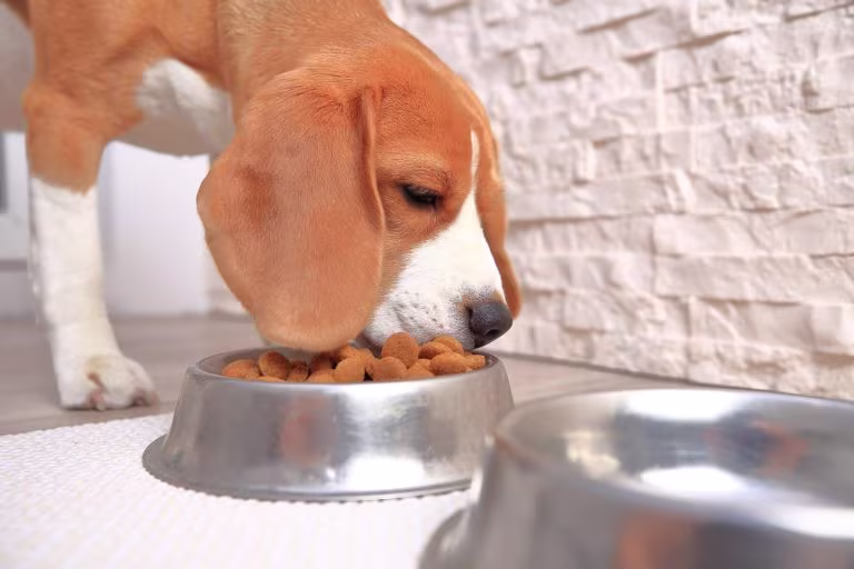 Mejores marcas de comida para perros: la calidad, importa