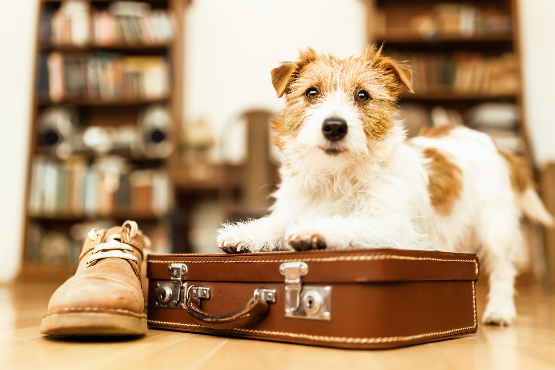 seguro de viajes para mascotas