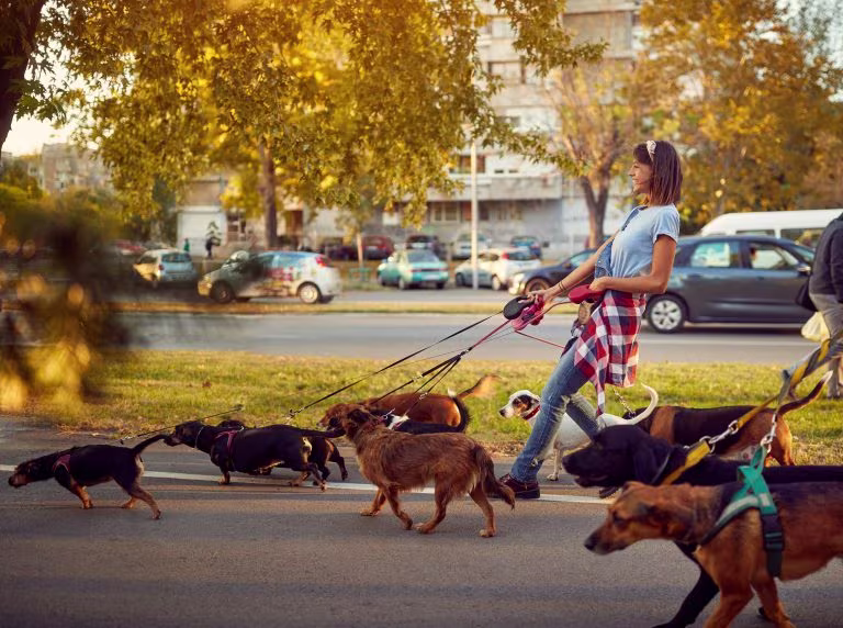 Seguro de mascotas Barkibu: cómo funciona y qué cubre