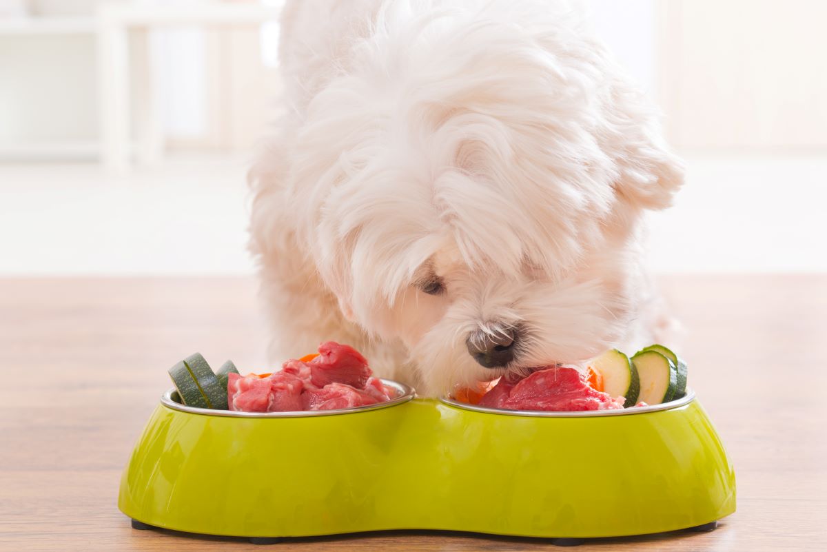 comida antialérgica para perros