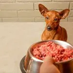 comida casera para perros